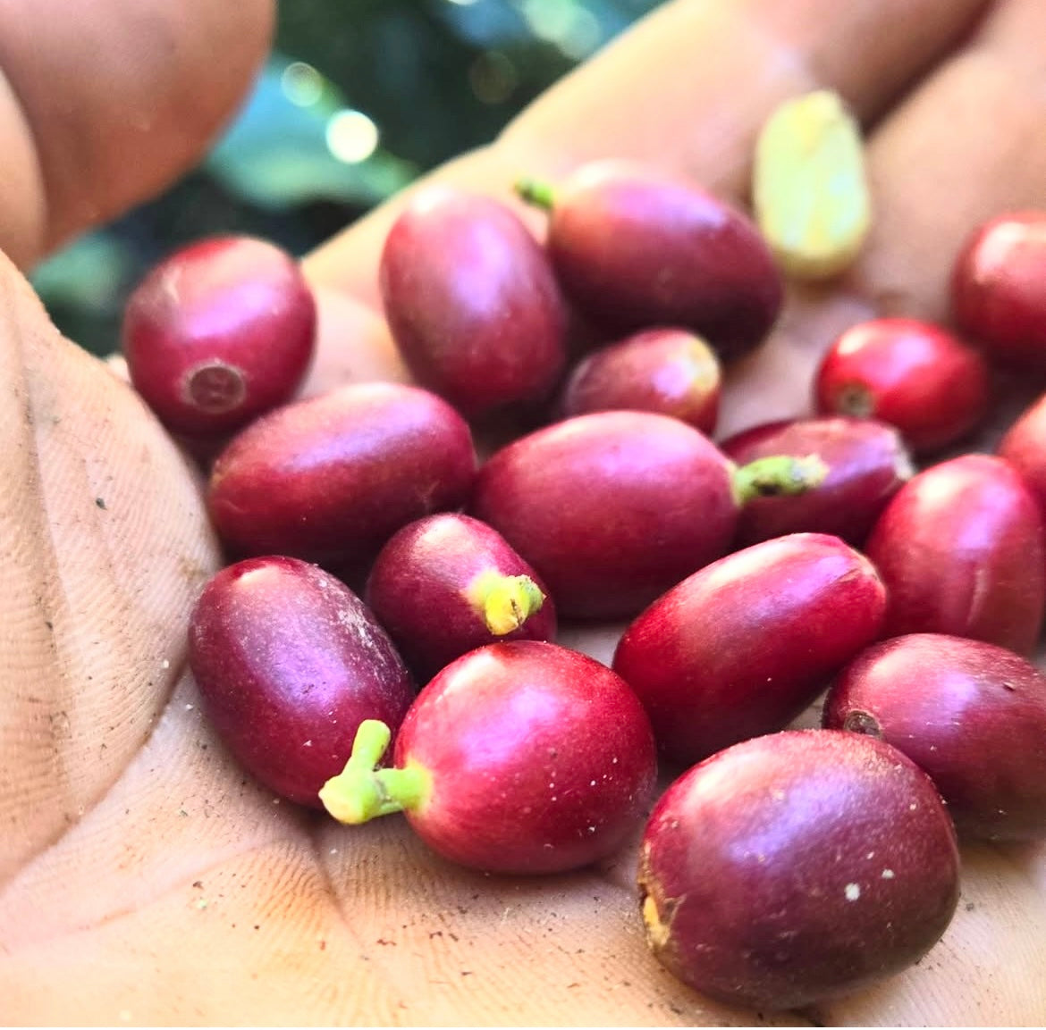 Frankie González Golden Cup Coffee – San Lorenzo, PR-Whole Bean 12oz